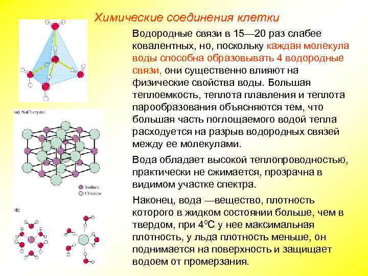 Химические соединения клетки Водородные связи в 15— 20 раз слабее ковалентных, но, поскольку каждая