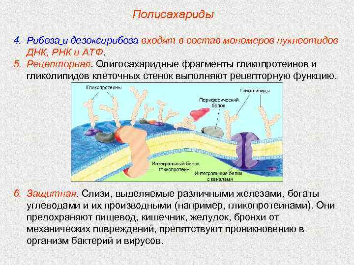 Полисахариды 4. Рибоза и дезоксирибоза входят в состав мономеров нуклеотидов ДНК, РНК и АТФ.