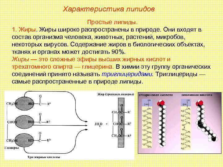 Характеристика липидов Простые липиды. 1. Жиры широко распространены в природе. Они входят в состав