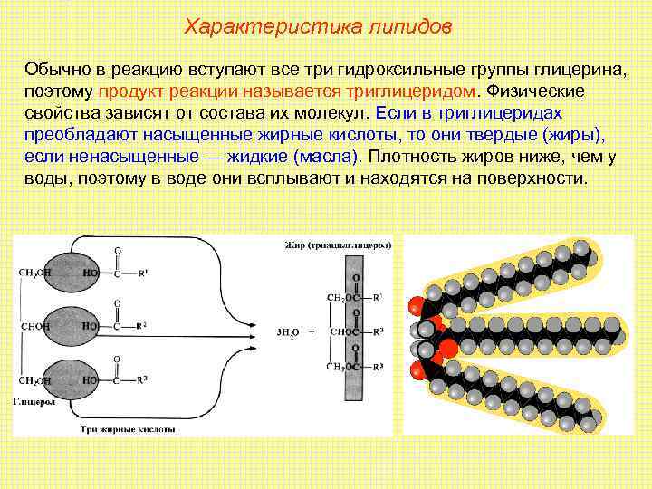 Характеристика липидов Обычно в реакцию вступают все три гидроксильные группы глицерина, поэтому продукт реакции