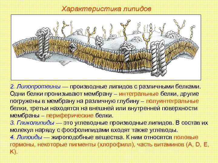 Характеристика липидов 2. Липопротеины — производные липидов с различными белками. Одни белки пронизывают мембрану