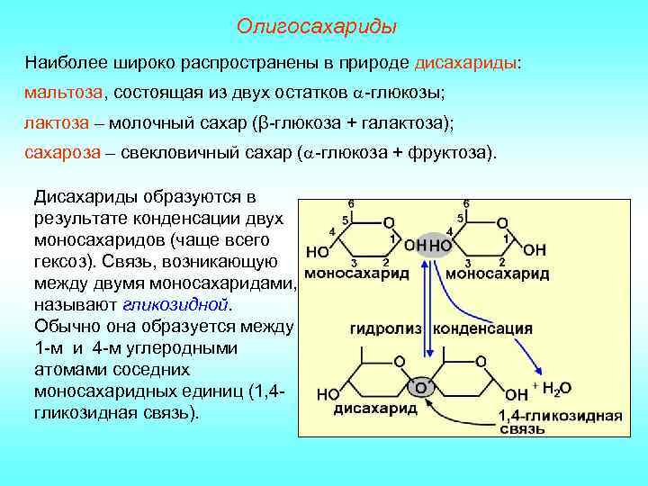 Олигосахариды Наиболее широко распространены в природе дисахариды: мальтоза, состоящая из двух остатков -глюкозы; лактоза