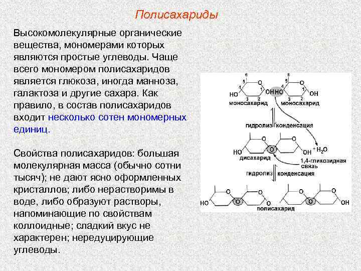 Полисахариды Высокомолекулярные органические вещества, мономерами которых являются простые углеводы. Чаще всего мономером полисахаридов является