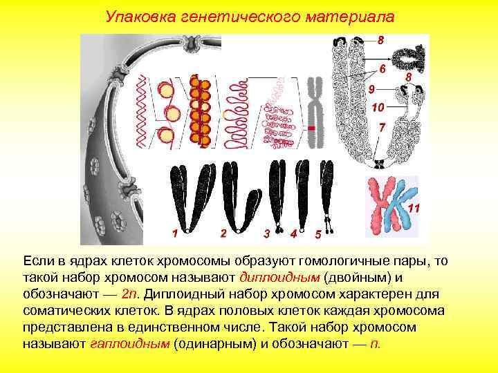 Упаковка генетического материала Если в ядрах клеток хромосомы образуют гомологичные пары, то такой набор