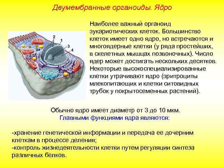 Двумембранные органоиды. Ядро Наиболее важный органоид эукариотических клеток. Большинство клеток имеет одно ядро, но