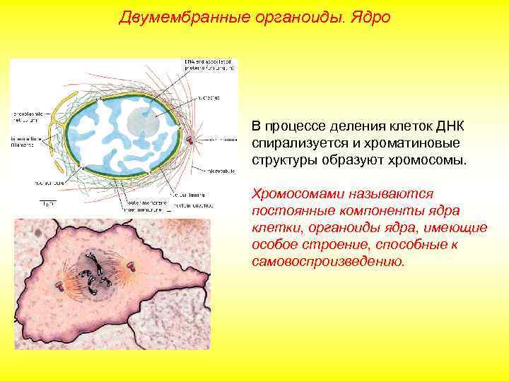 Двумембранные органоиды. Ядро В процессе деления клеток ДНК спирализуется и хроматиновые структуры образуют хромосомы.