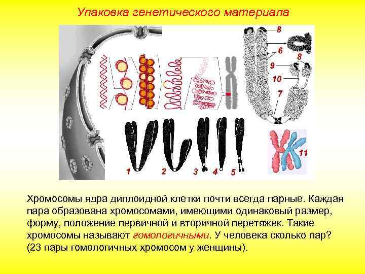 Упаковка генетического материала Хромосомы ядра диплоидной клетки почти всегда парные. Каждая пара образована хромосомами,