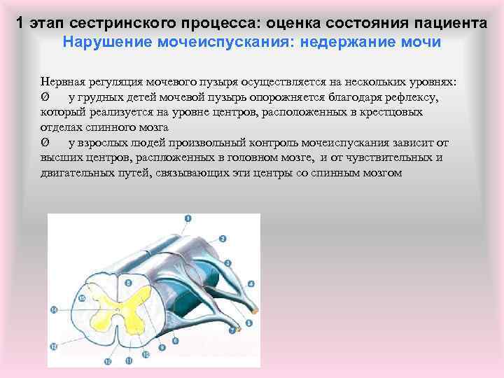 1 этап сестринского процесса: оценка состояния пациента Нарушение мочеиспускания: недержание мочи Нервная регуляция мочевого