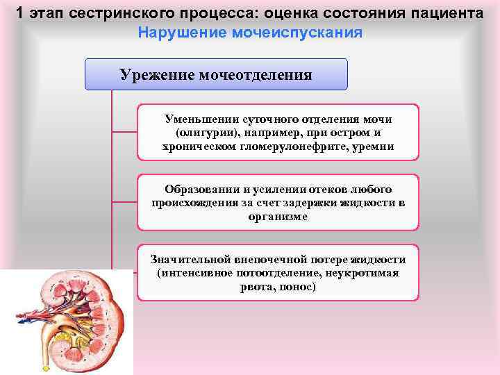 1 этап сестринского процесса: оценка состояния пациента Нарушение мочеиспускания Урежение мочеотделения Уменьшении суточного отделения