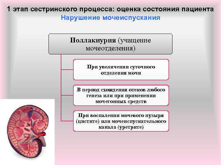 1 этап сестринского процесса: оценка состояния пациента Нарушение мочеиспускания Поллакиурия (учащение мочеотделения) При увеличении
