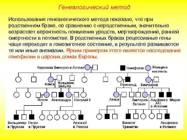 Генеалогический метод Использование генеалогического метода показало, что при родственном браке, по сравнению с неродственным,