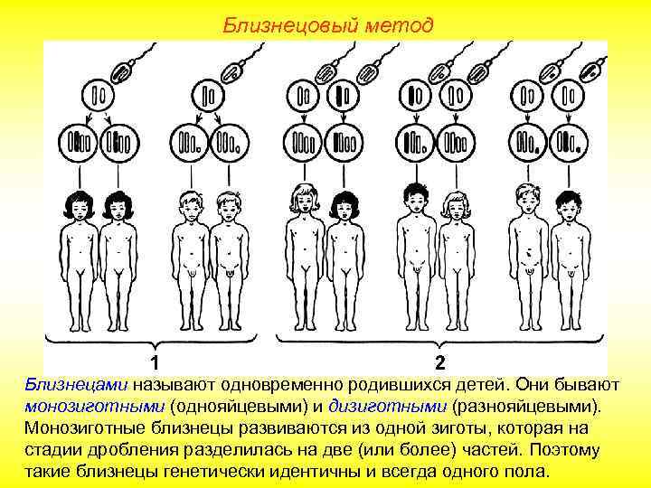 Близнецовый метод Близнецами называют одновременно родившихся детей. Они бывают монозиготными (однояйцевыми) и дизиготными (разнояйцевыми).