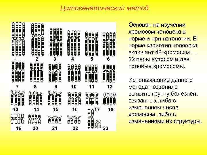 Цитогенетический метод Основан на изучении хромосом человека в норме и при патологии. В норме