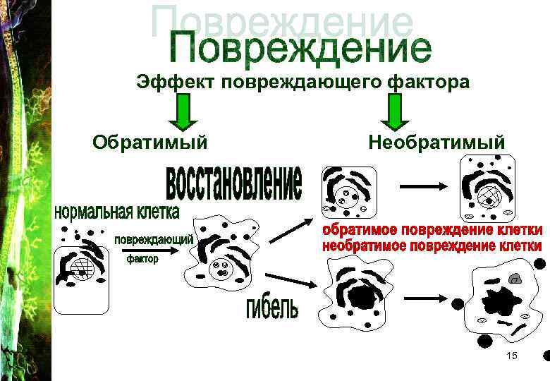 Эффект повреждающего фактора Обратимый Необратимый 15 