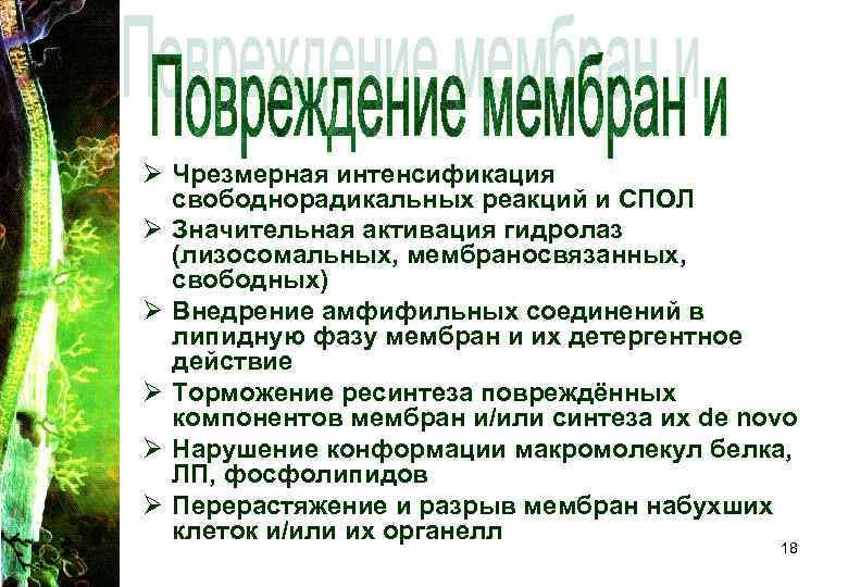 Ø Чрезмерная интенсификация свободнорадикальных реакций и СПОЛ Ø Значительная активация гидролаз (лизосомальных, мембраносвязанных, свободных)