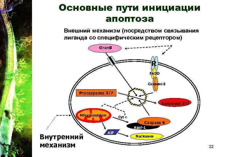 Основные пути инициации апоптоза Внешний механизм (посредством связывания лиганда со специфическим рецептором) Gran. B