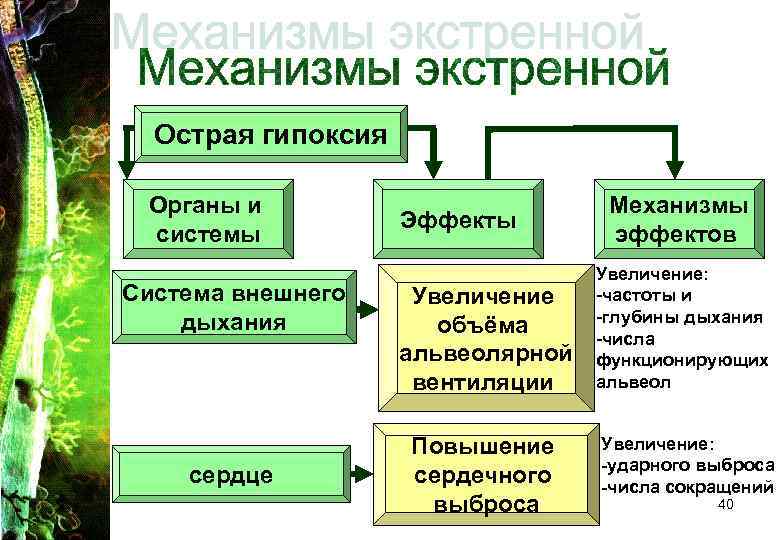 Острая гипоксия Органы и системы Система внешнего дыхания сердце Эффекты Увеличение объёма альвеолярной вентиляции