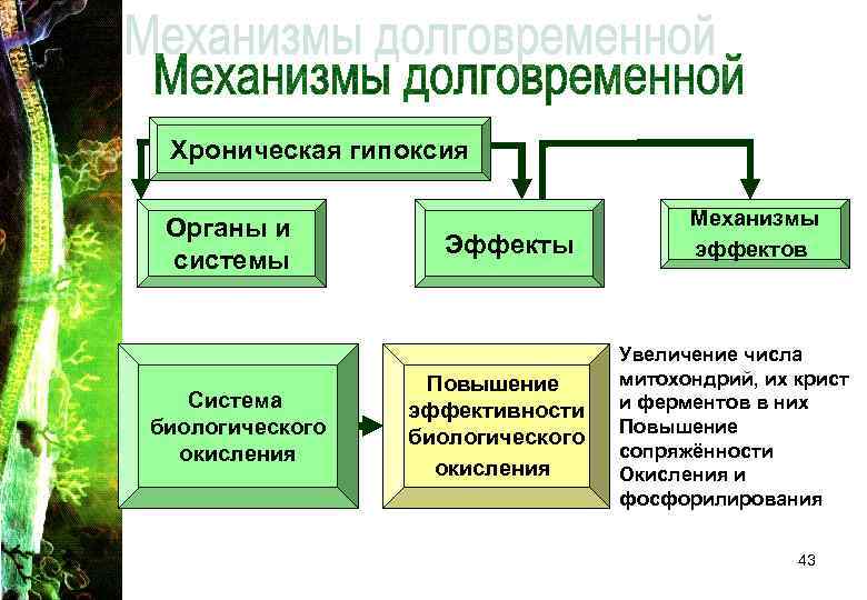 Хроническая гипоксия Органы и системы Система биологического окисления Эффекты Повышение эффективности биологического окисления Механизмы