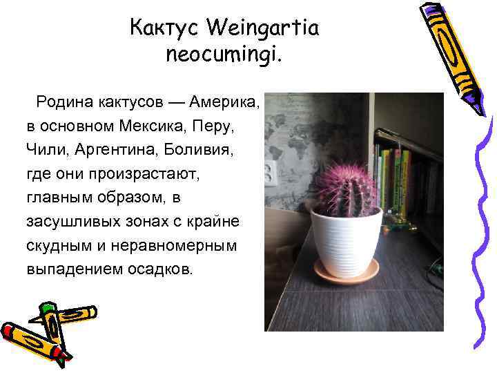 Кактус Weingartia neocumingi. Родина кактусов — Америка, в основном Мексика, Перу, Чили, Аргентина, Боливия,