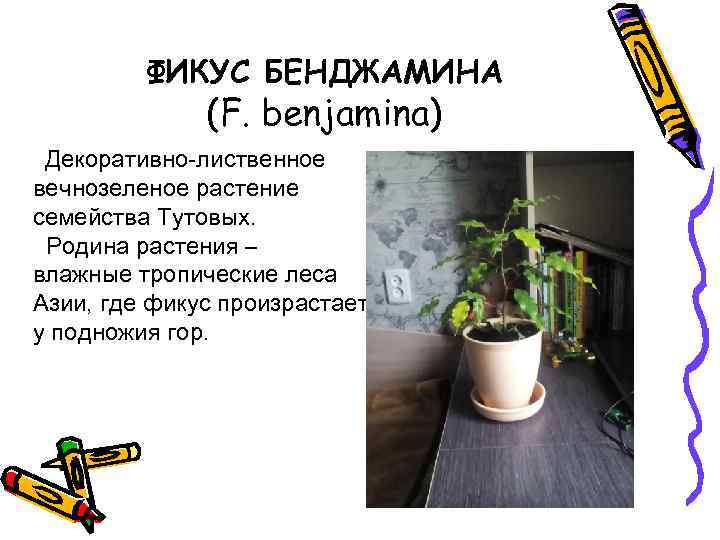 ФИКУС БЕНДЖАМИНА (F. benjamina) Декоративно-лиственное вечнозеленое растение семейства Тутовых. Родина растения – влажные тропические