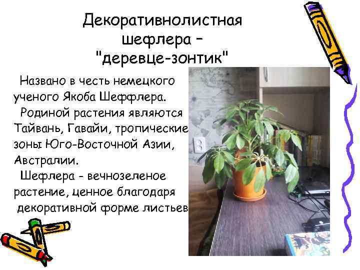 Декоративнолистная шефлера – 