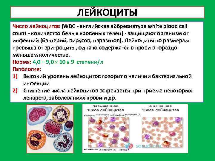 ЛЕЙКОЦИТЫ Число лейкоцитов (WBC - английская аббревиатура white blood cell count - количество белых