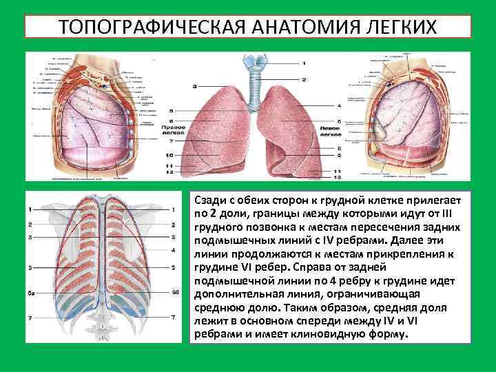 Аускультация легких картинки