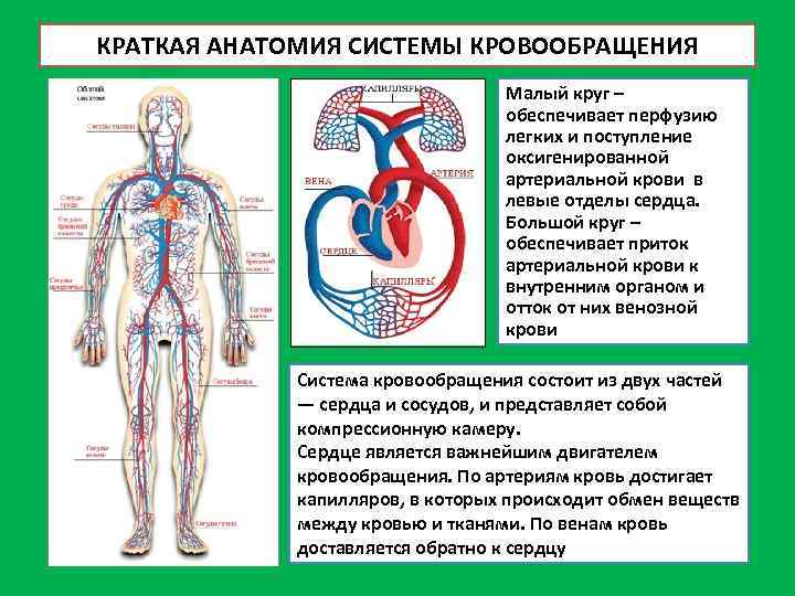 Система кровообращения человека состоит. Круги кровообращения. Схема кровообращения человека. Круги кровообращения схема. Большой круг кровообращения человека.