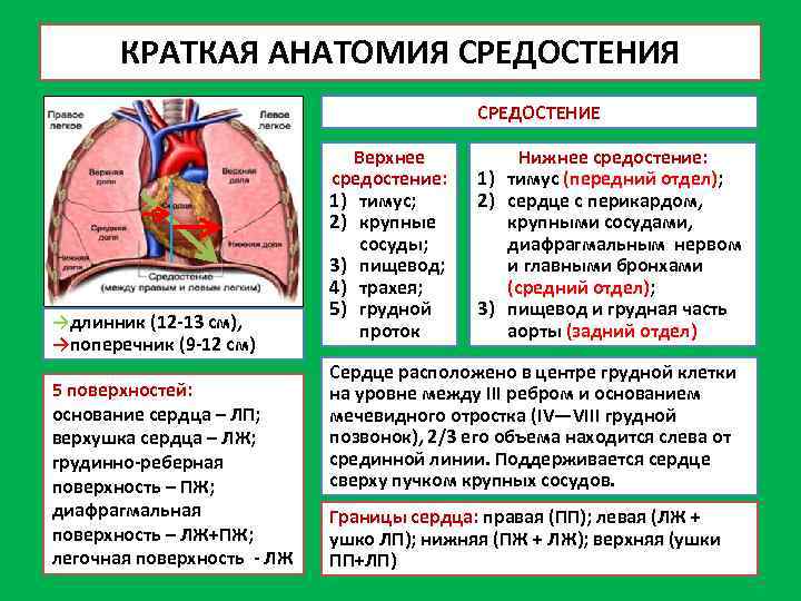 Верхняя стенка средостения