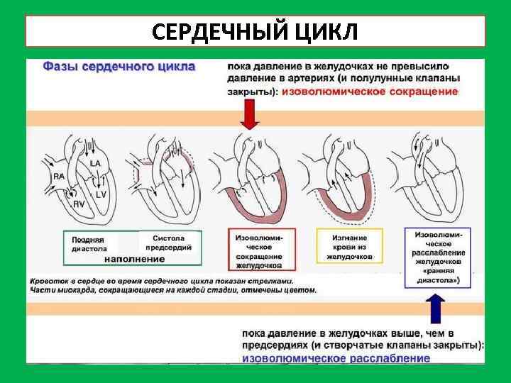 СЕРДЕЧНЫЙ ЦИКЛ 
