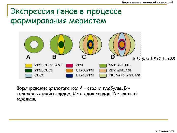 Генетика онтогенеза с основами эмбриологии растений Экспрессия генов в процессе формирования меристем G. Jurgens,