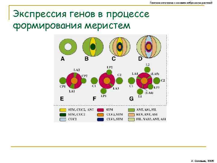 Генетика онтогенеза с основами эмбриологии растений Экспрессия генов в процессе формирования меристем А. Соловьев,