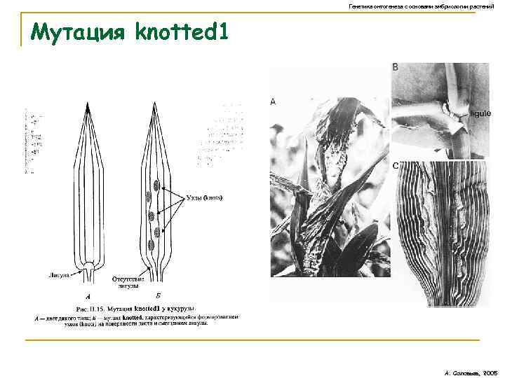 Генетика онтогенеза с основами эмбриологии растений Мутация knotted 1 А. Соловьев, 2005 
