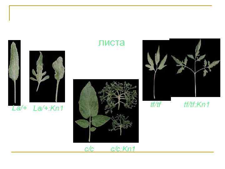 листа tf/tf La/+: Kn 1 c/c: Kn 1 tf/tf: Kn 1 