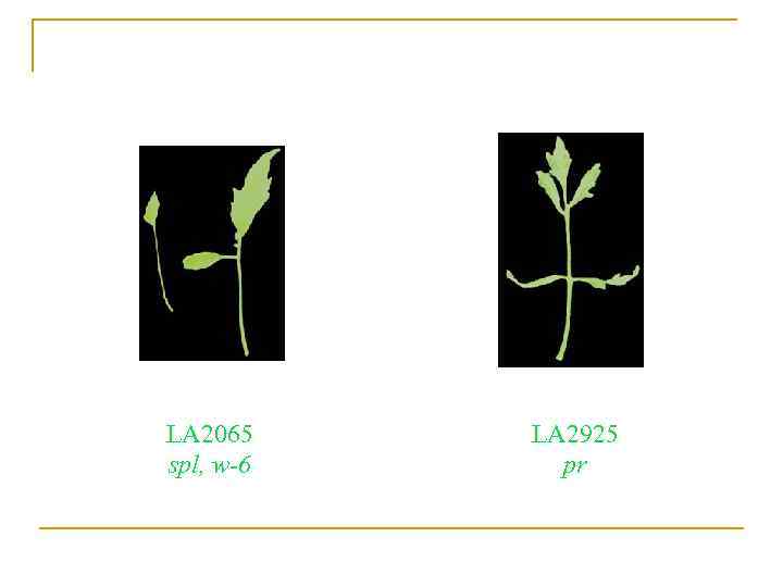 LA 2065 spl, w-6 LA 2925 pr 