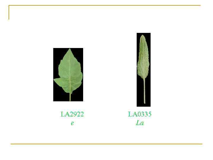 LA 2922 e LA 0335 La 