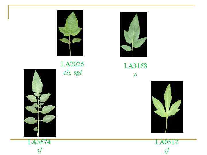 LA 2026 clt, spl LA 3674 sf LA 3168 c LA 0512 tf 