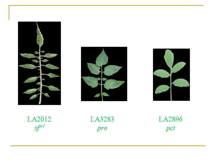 LA 2012 sfwl LA 3283 pro LA 2896 pct 