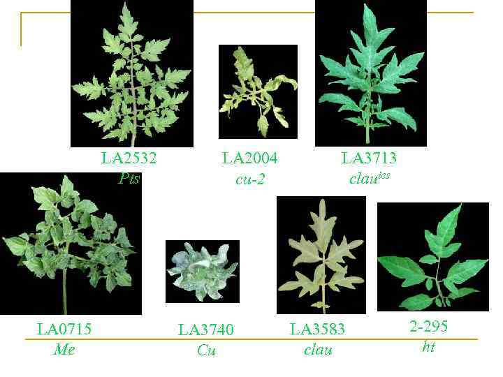 LA 2532 Pts LA 0715 Me LA 2004 cu-2 LA 3740 Cu LA 3713