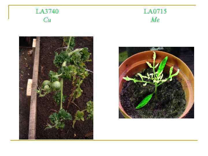 LA 3740 Cu LA 0715 Me 