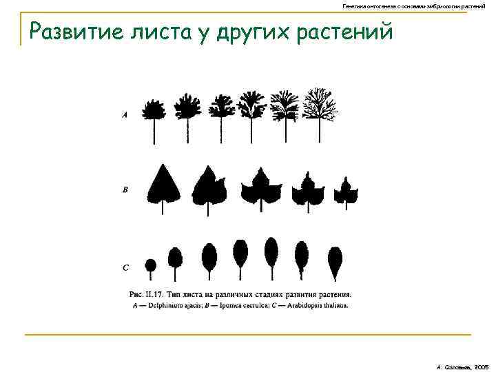 Генетика онтогенеза с основами эмбриологии растений Развитие листа у других растений А. Соловьев, 2005