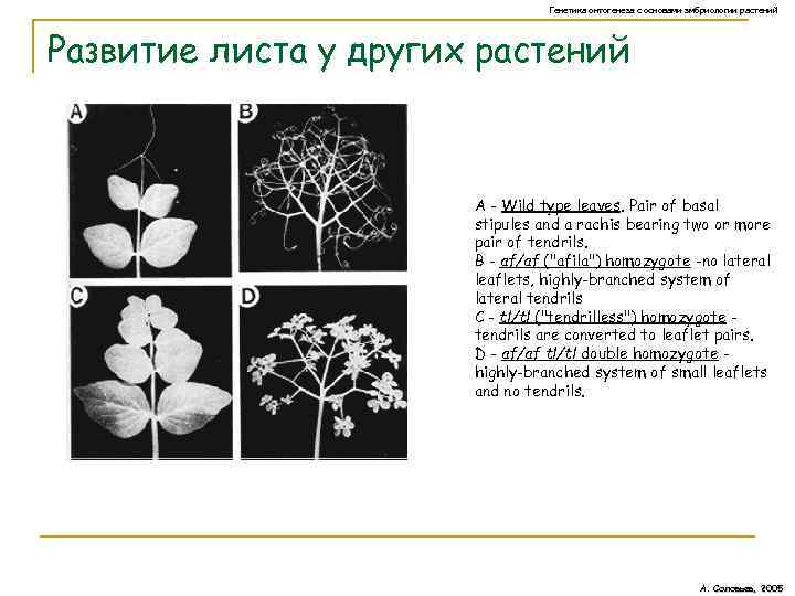 Генетика онтогенеза с основами эмбриологии растений Развитие листа у других растений A - Wild
