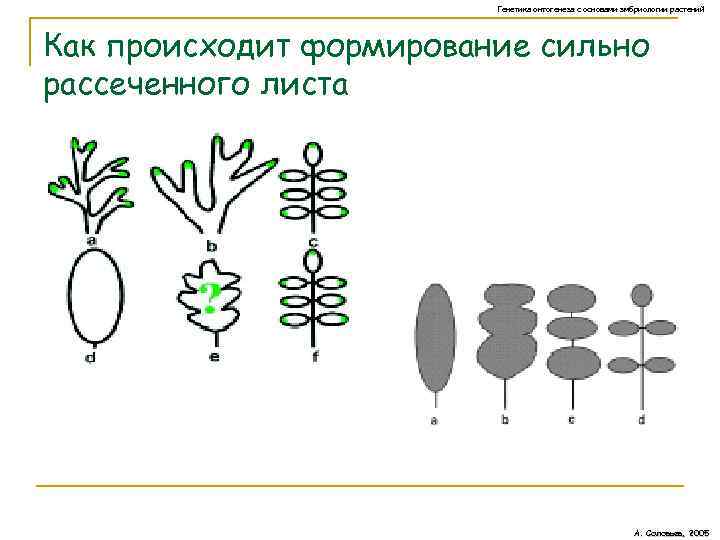 Генетика онтогенеза с основами эмбриологии растений Как происходит формирование сильно рассеченного листа А. Соловьев,