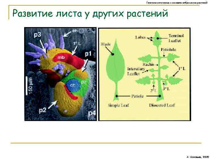 Генетика онтогенеза с основами эмбриологии растений Развитие листа у других растений А. Соловьев, 2005