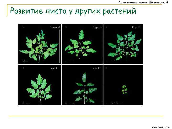 Развитие листа. Эмбриология растений. Эмбриология растений презентация. Схема онтогенеза листа. Модельные объекты генетики растений.