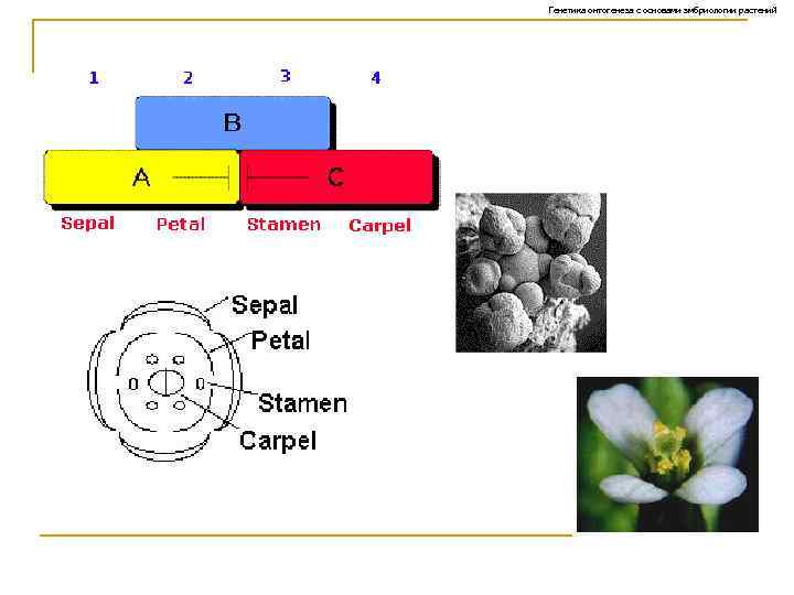 Генетика онтогенеза с основами эмбриологии растений 