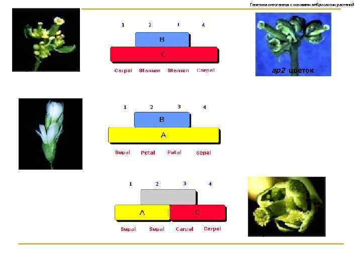 Генетика онтогенеза с основами эмбриологии растений аp 1 цветок аp 2 цветок agamous ap