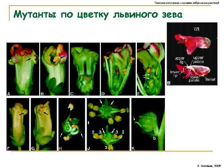 Генетика онтогенеза с основами эмбриологии растений Мутанты по цветку львиного зева А. Соловьев, 2005