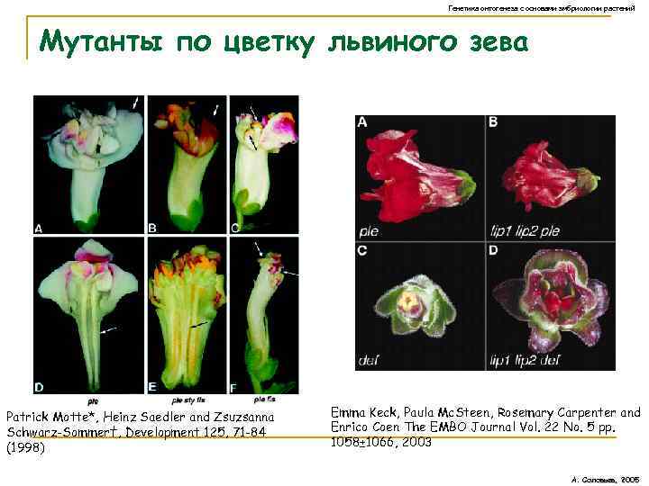 Генетика онтогенеза с основами эмбриологии растений Мутанты по цветку львиного зева Patrick Motte*, Heinz