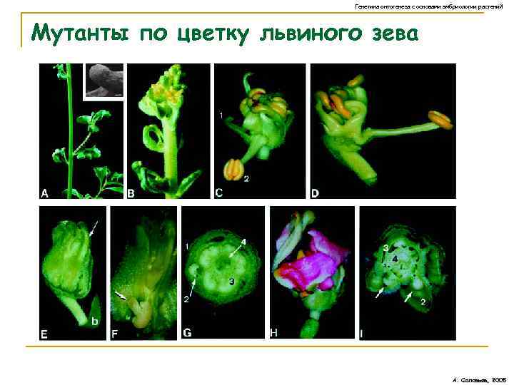 Генетика онтогенеза с основами эмбриологии растений Мутанты по цветку львиного зева А. Соловьев, 2005
